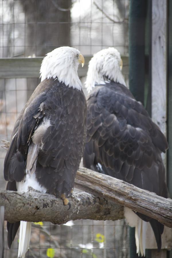 Bald Eagles