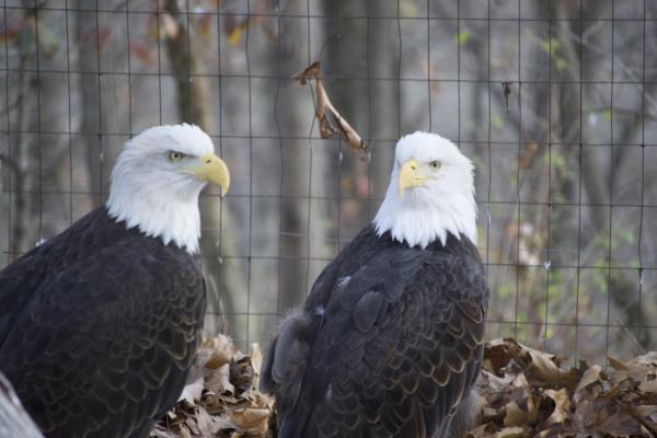 Bald Eagles