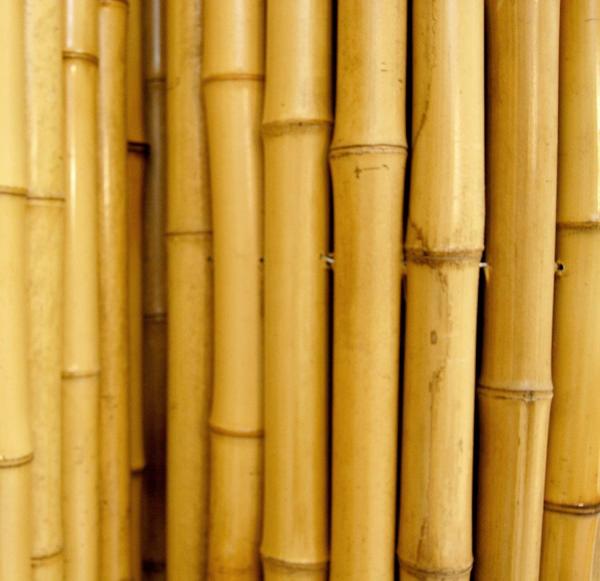 Bamboo