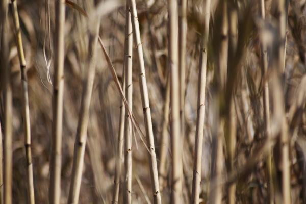 Bamboo