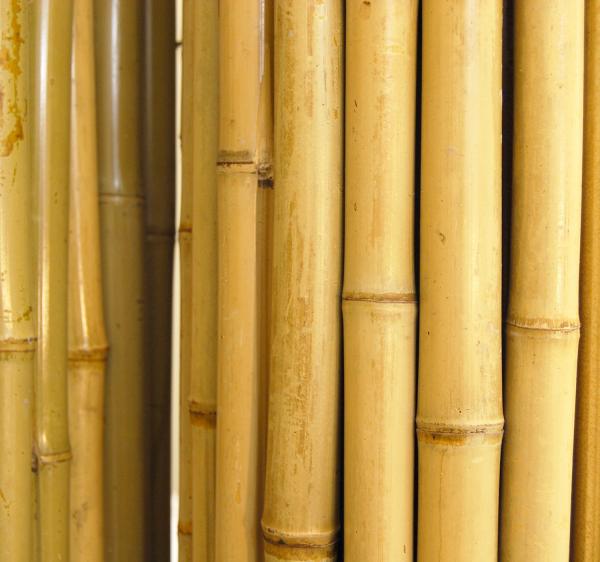 Bamboo fence