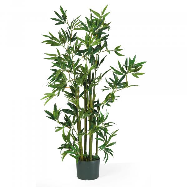 Bamboo plant