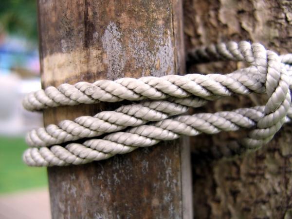 Bamboo Pole tied to a Tree