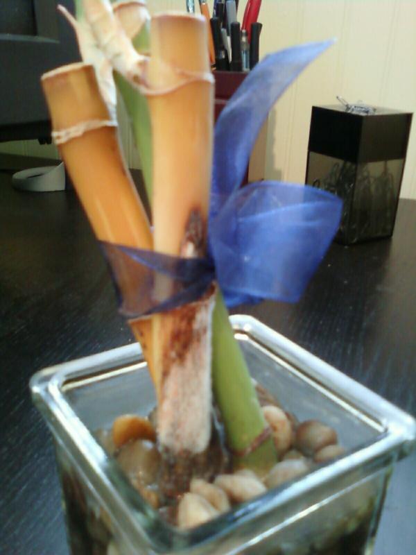 Bamboo with fungus