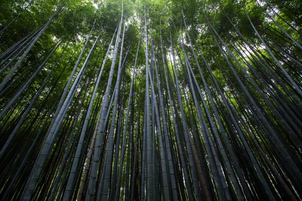 Bamboos