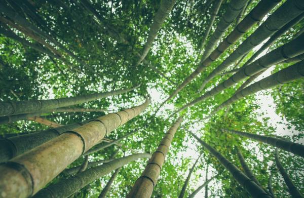 Bamboos