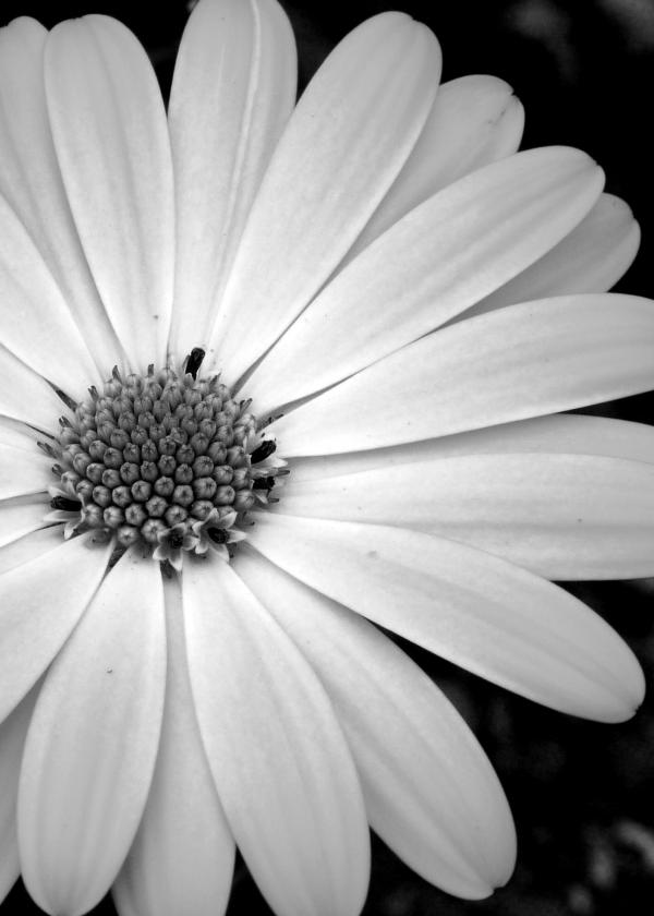 B&W Flower