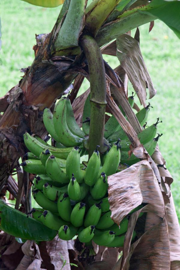 Banana