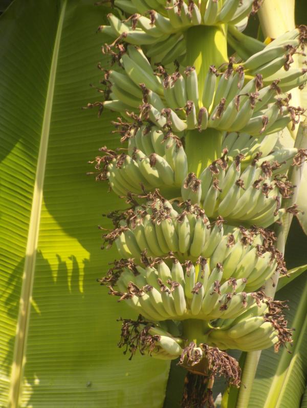 Banana Bunch