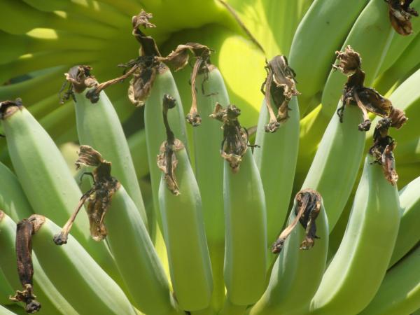 Banana Bunch