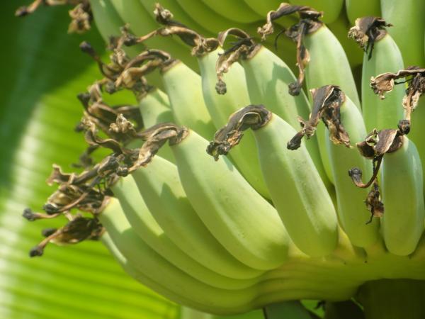 Banana Bunch