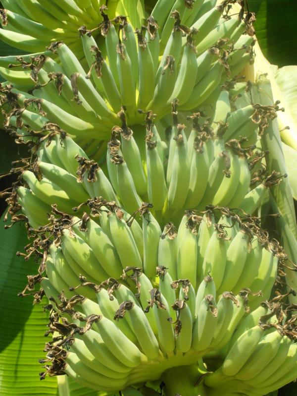 Banana Bunch
