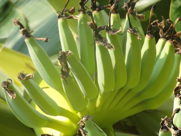 Banana Bunch