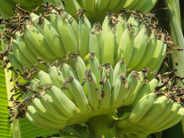 Banana Bunch