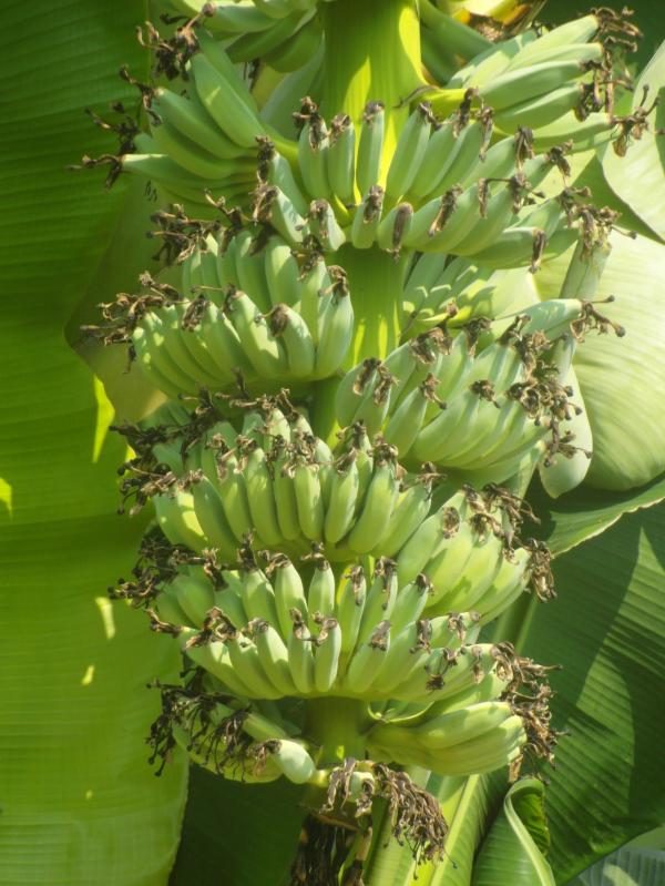 Banana Bunch