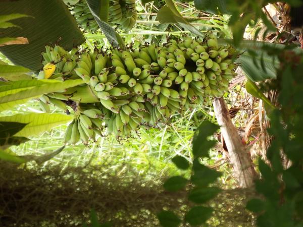 Banana Bunch Growing