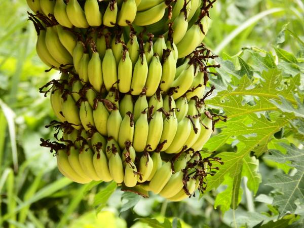 Banana Bunch Growing