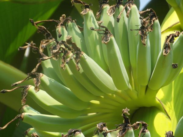 Banana Bunch