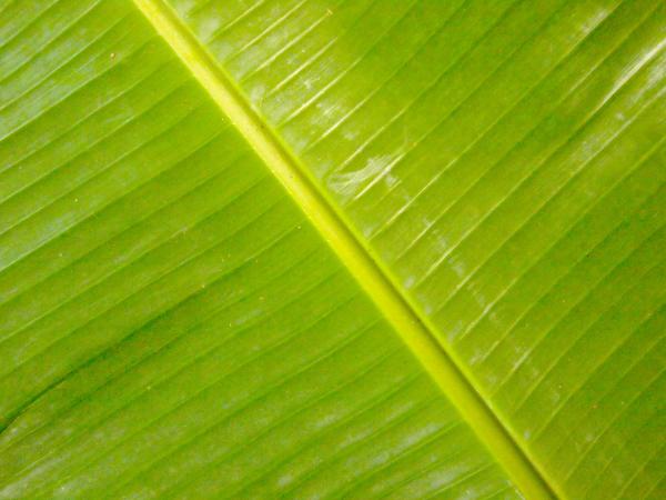 Green leaf texture