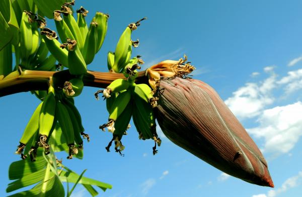 Banana Tree Under Blue Cloudy Sky