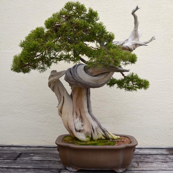 Banzai tree