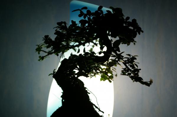 Banzai tree in the room