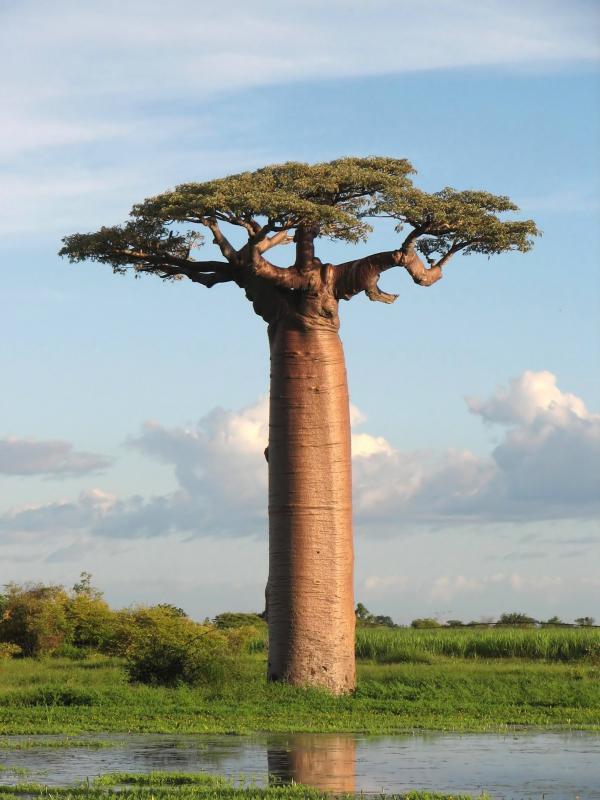 Baobab tree