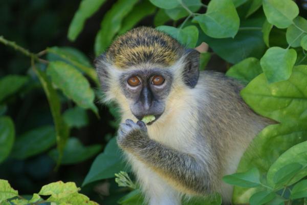 Green Monkey