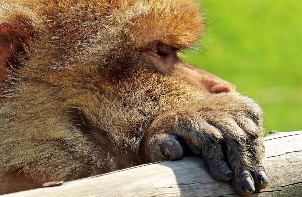 Barbary Ape
