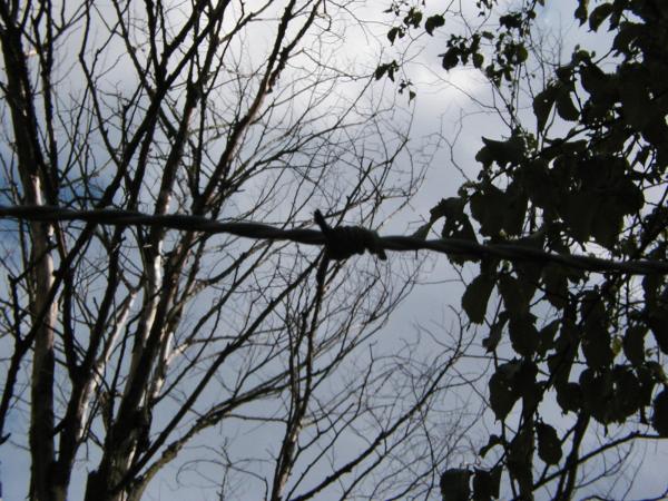 Barbed wire in the woods