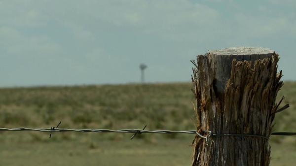 Barbed wood
