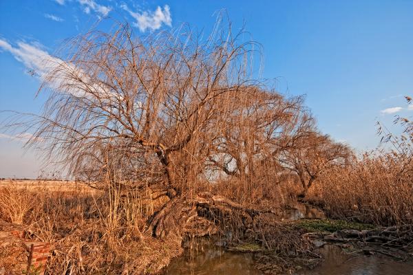 Bare Tree