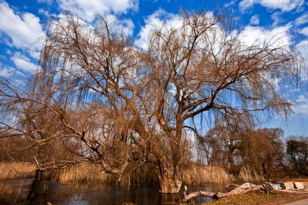 Bare Tree