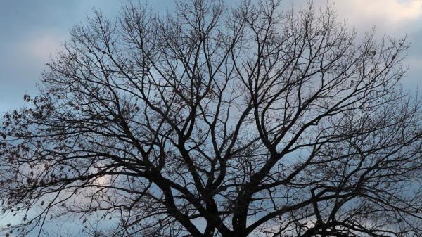 Bare tree
