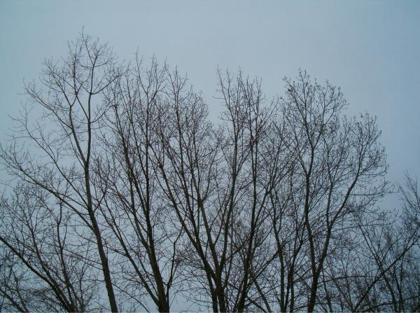 Bare tree