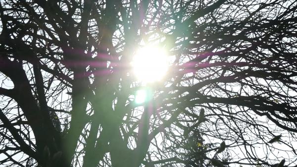 Bare tree