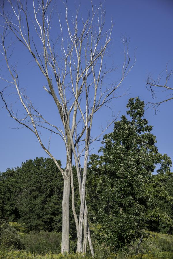 Bare tree