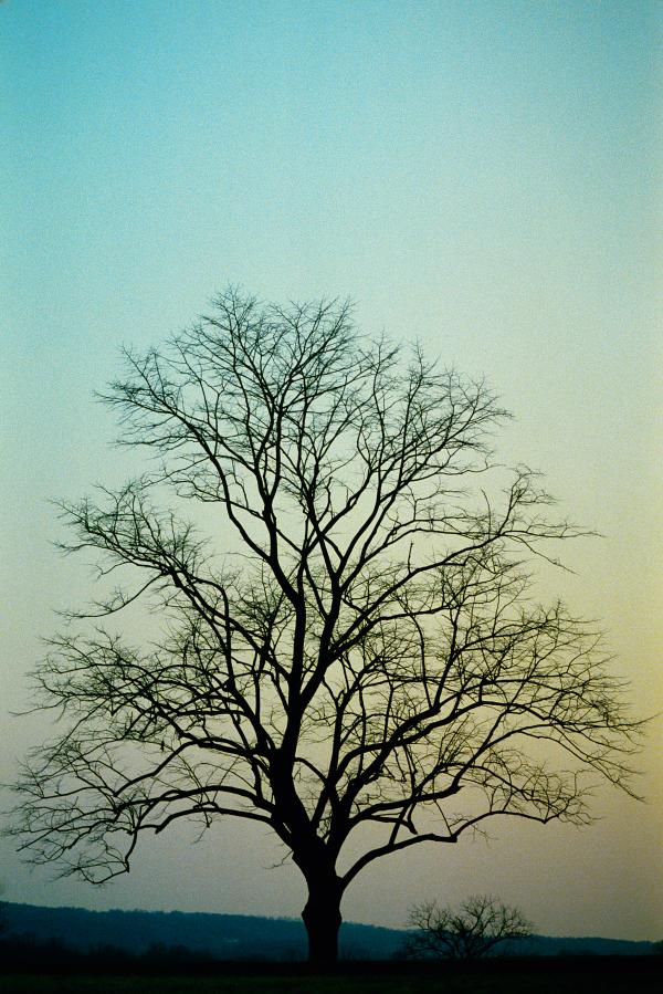 Bare Trees