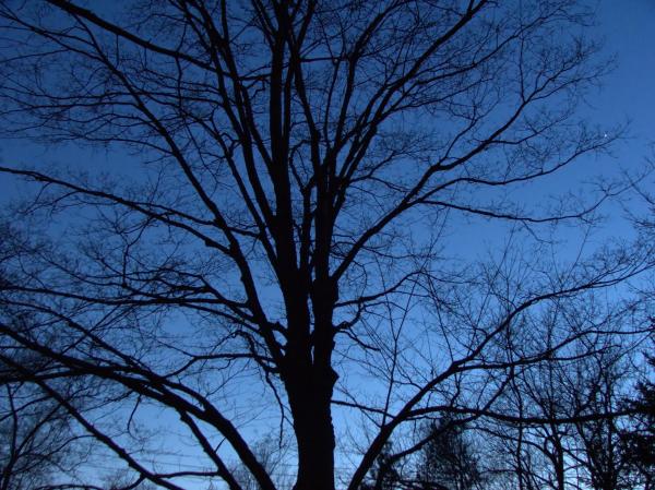 bare trees  night