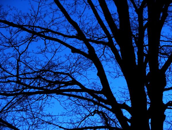bare trees  night