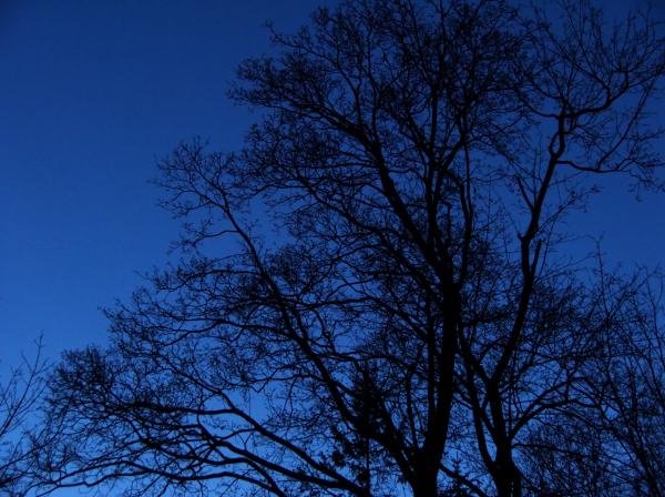 bare trees  night