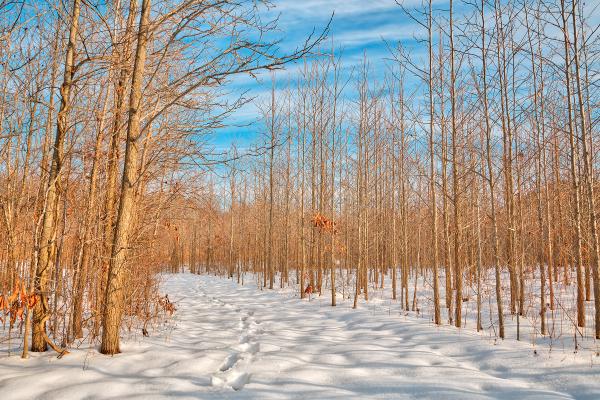 Bare Winter Tree Trail - HDR