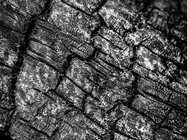 bark