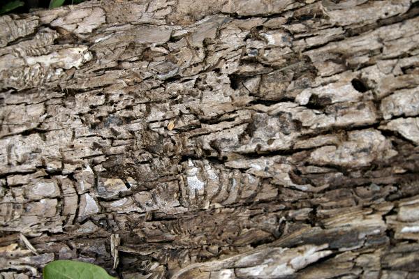 Bark