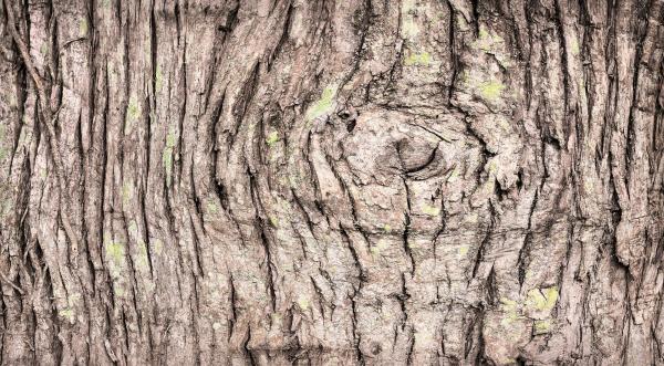 Bark