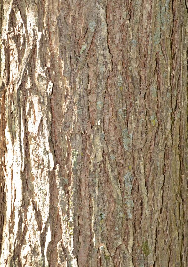 Bark of american elm