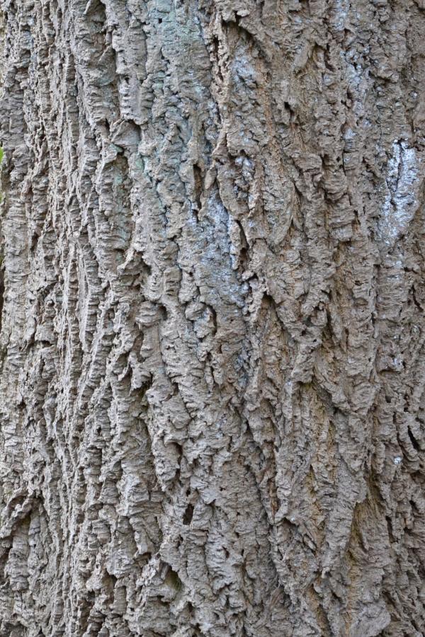 Bark of amur cork tree