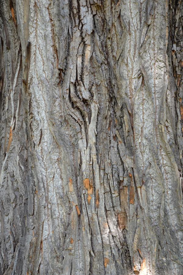 Bark of black cottonwood