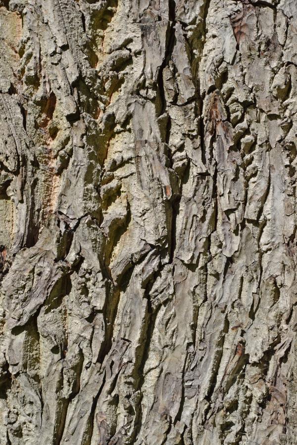 Bark of english walnut
