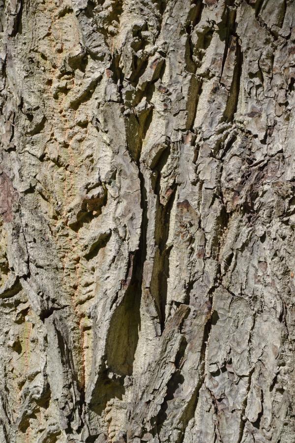 Bark of english walnut